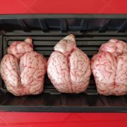 mutton brain 2